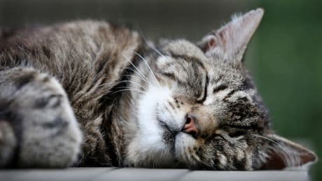 Cat Content gesucht: Forscher bitten um Katzenvideos: „Wir benötigen Ihre Hilfe“