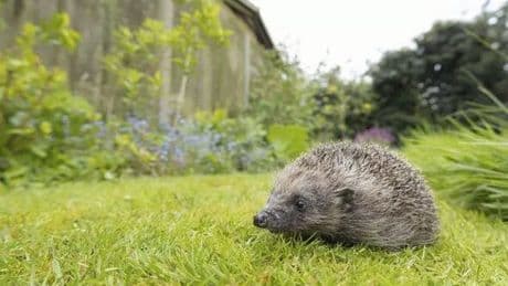 Police hunt sickos who set fire to hedgehog