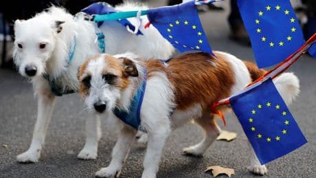 UK requests return to EU’s freedom of movement – for pets