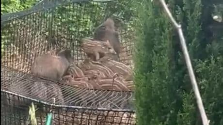 Cuccioli di cinghiale abbattuti a Levanto, gli animalisti: “Investire in metodi alternativi”