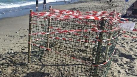 Savona, il nido di tartarughine è rischio e la Port authority arriva in aiuto
