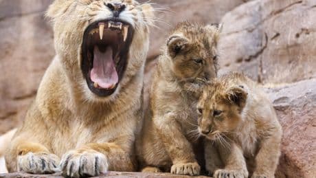 Nürnberger Tiergarten: Löwenbaby stirbt nach der Geburt –  die Mutter hat es wohl gefressen