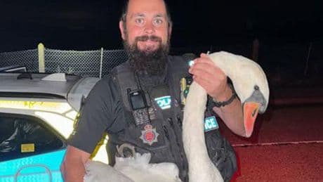 Police officer rescues swan in ‘Hot Fuzz’ moment
