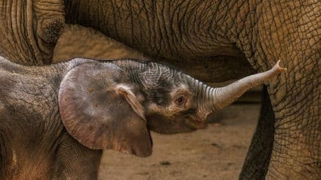 Elefantenbaby im Opel-Zoo: Hundert Kilo Zuchterfolg