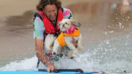 Images show dogs and their owners take to paddleboards for fun event on England's south coast
