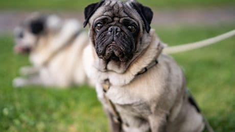 Así funciona el censo obligatorio de Tres Cantos que convierte a los perros en objetivo fiscal