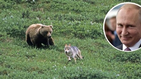 Angst vor invasivem Räuber – Alaska evakuiert Bären und Wölfe