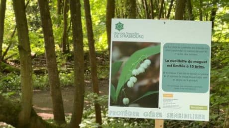 1er-Mai: la ville de Strasbourg limite à 10 brins la cueillette du muguet dans les réserves naturelles