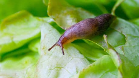 Gemüsebeet voller Schnecken? Mit diesen Tricks bekämpfen Sie die Schädlinge erfolgreich
