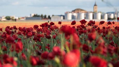 La floración de las amapolas tiñe de rojo La Mancha