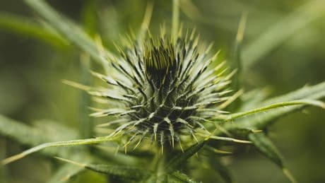 UK Gardeners Urged To Swap Weedkiller Sprays For This 1-Ingredient Method