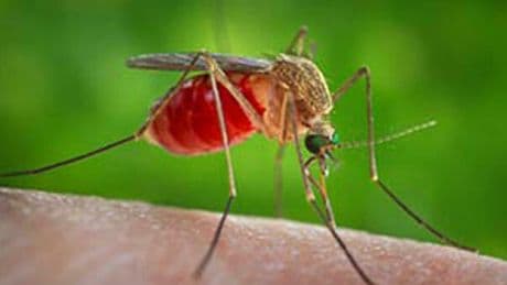 West Nile: come si trasmette il virus, le punture di zanzara, i sintomi e l'area dei contagi «che si è allargata». Cosa sappiamo