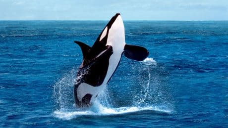 Drone footage reveals orcas making tools from kelp to groom each other