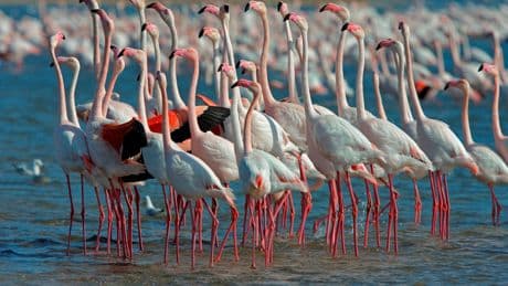 Boeren in Noordoost-Italië steeds wanhopiger nu flamingo’s risotto-oogst verwoesten: ’Alsof pasgeboren kind wordt weggenomen’