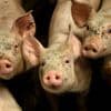 Kwart minder varkens in Vlaanderen tegen 2030