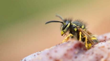 The One Colour To Wear If You Hate Wasps