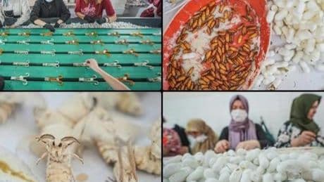 Türkiye'nin ipek böceği yumurtası ihtiyacının tamamı Bursa'daki merkezden sağlanıyor