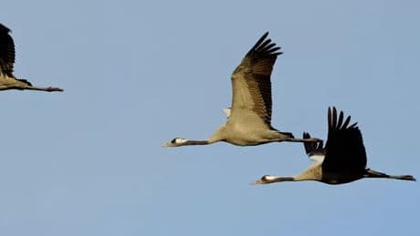 Majestic birds hunted to extinction return to Scotland after 500 years