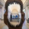Urzeit-Hai mit irrem Appetit: Das Großmaul Megalodon schnappte auch nach kleinen Fischen