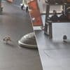 Rat gespot in Basic-Fit van Roeselare: “Meteen actie ondernomen”