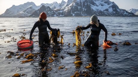 Le réchauffement favorise la prolifération d’algues toxiques dans l’océan Arctique
