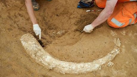 Archäologischer Fund: Mammutzahn auf Suedlink-Baustelle entdeckt