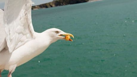 Feral seagulls are 'close to killing a human' as stark warning issued to tourists