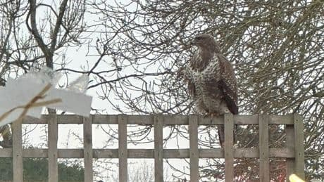 School forced to ban children from playground as dive-bombing buzzard terrorises village