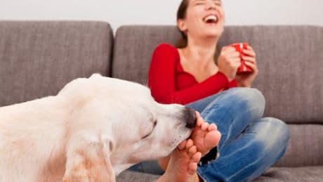 Comportamiento canino: ¿por qué los perros lamen las piernas? Seis razones para entenderlo