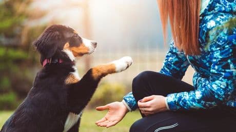 'Adorable' reason dogs paw at their owners when they're being stroked