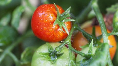 Gartenarbeit im August: So gedeihen Tomaten und anderes Gemüse