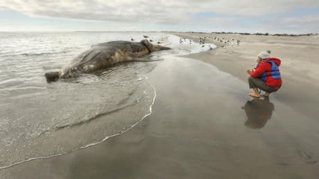 Contributor: It's time to save the whales again