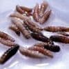 First human case of flesh-eating screwworm parasite confirmed in US