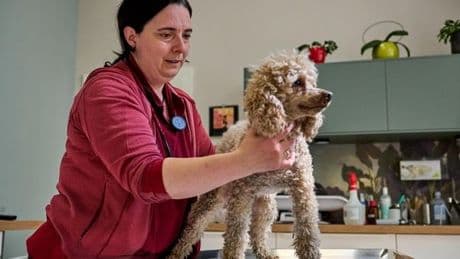Kampf ums Überleben von Hunden und Katzen: „Sie wären sonst tot“
