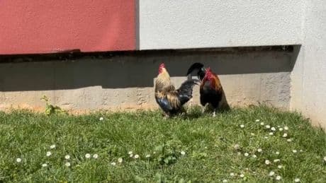 "Je craque": des habitants de Couzon-au-Mont-d'Or exaspérés par le chant de deux coqs