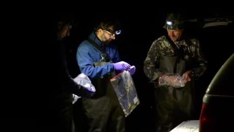 Pablo y Germán, los científicos que desmontan el mito de Chernóbil a través de 197 ranas: "Caminan a sus anchas"