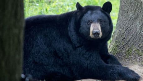 Des chasseurs dépêchés pour installer un piège: un ours qui se promène sur un aéroport au Japon entraîne l'annulation de plusieurs vols