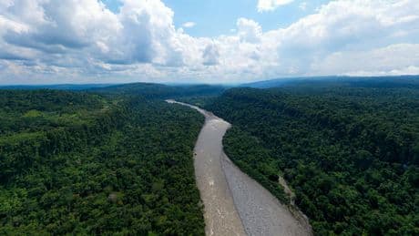 La destruction des forêts tropicales à un niveau record