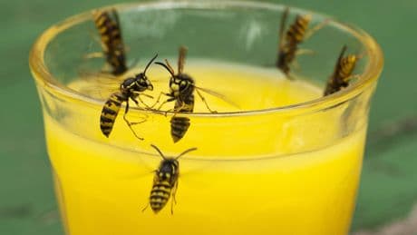 Hoe hou je wespen wél uit je tuin, drankje of terras? ’Anno 2025 is deze maatregel onvoorstelbaar’