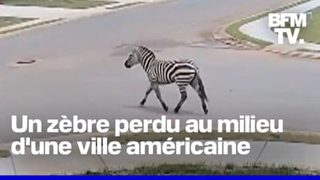 Un zèbre en fuite devient la star d'une ville américaine
