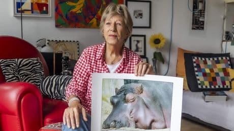 Wil (81) komt meerdere keren per week in Artis: ’Leuk als een zebra achter de merries aan gaat’