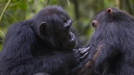 Los chimpancés utilizan plantas medicinales para socorrer a sus compañeros heridos