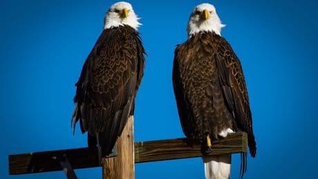 Estos son los animales que ya no están en peligro de extinción