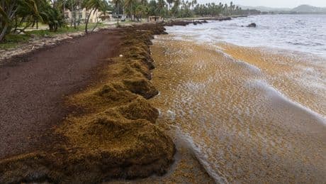 Scientists say a record amount of seaweed hit the Caribbean and nearby areas in May