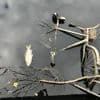 Tote Fische, giftige Algen: „Stinketeich“ im Volkspark Friedrichshain erneut umgekippt
