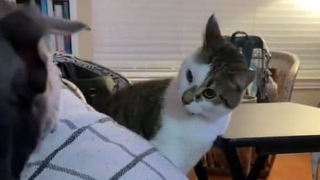 Anfangs ist sie ruhig, doch dann... - Katze attackiert Hund