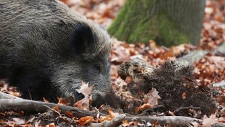 Erster Verdachtsfall auf Afrikanische Schweinepest in NRW