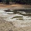 Open water swimmers left stuck in the mud as hot weather sees reservoir drop to 'unprecedented' levels