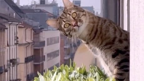 The best of the internet’s cat videos are coming to the big screen this weekend