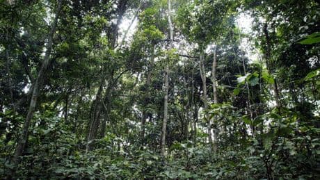 L'influente ONG African Parks reconnaît des «violations des droits humains» au Congo-Brazzaville